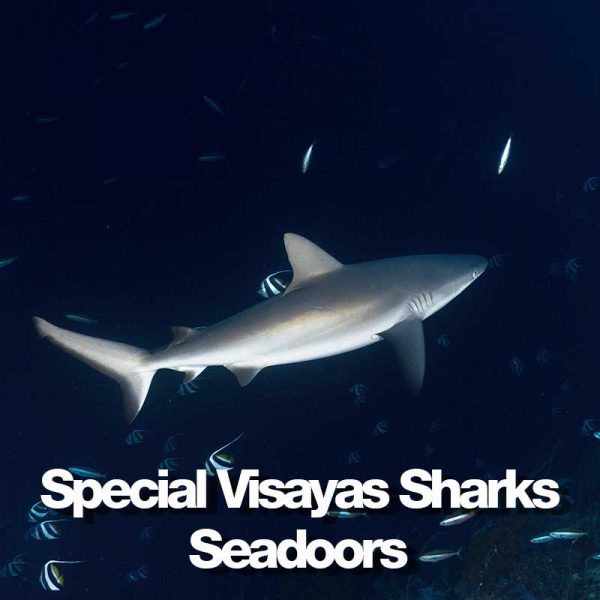 produit-special-sharks-